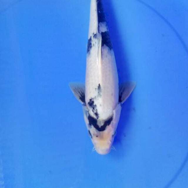 Shiro 35cm