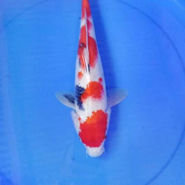 Sanke 36cm