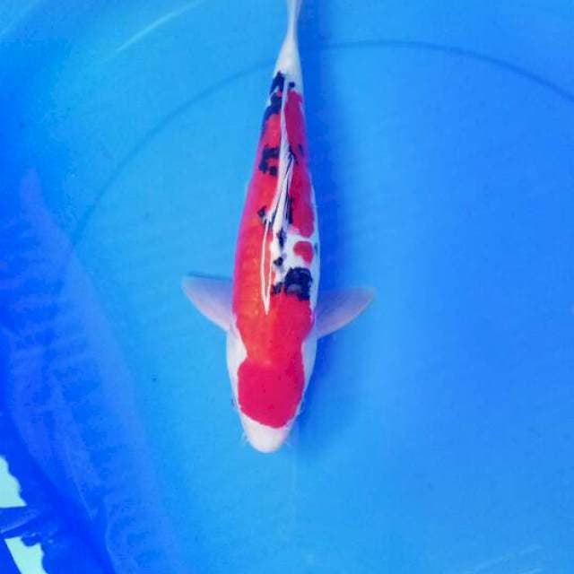 Sanke 32 cm