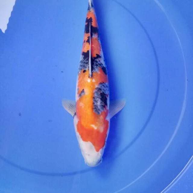 Showa 40 cm