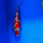 Maruten Kohaku