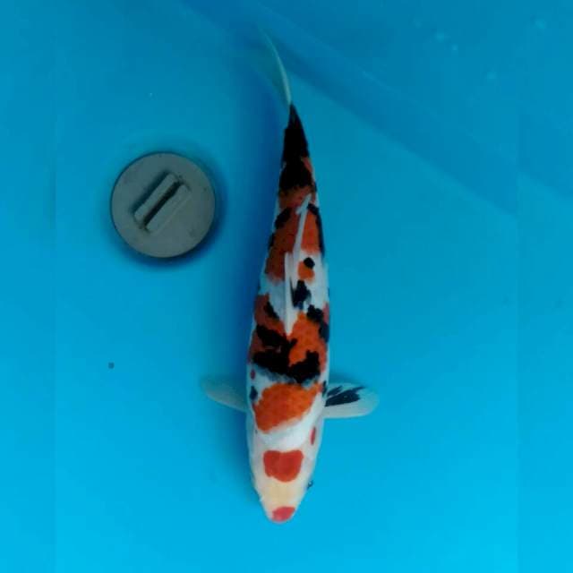 Maruten Sanke 31cm