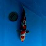 Maruten Sanke 31cm