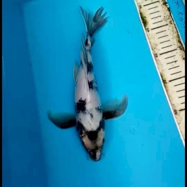 KUMPAY SHIRO 28 CM