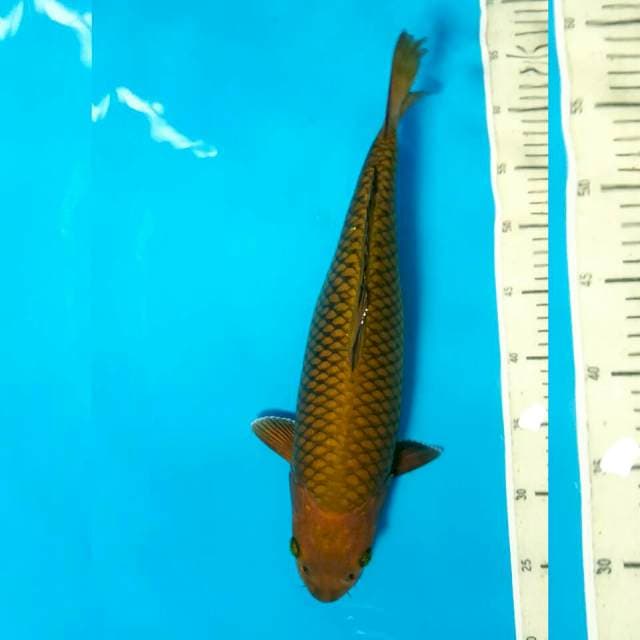 Chagoi Bulky 39CM