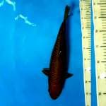 Chagoi Bulky 39CM