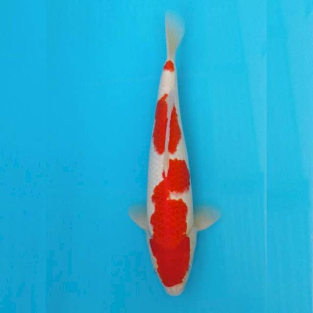 Kohaku original 34cm