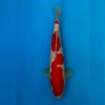Kohaku original 34cm