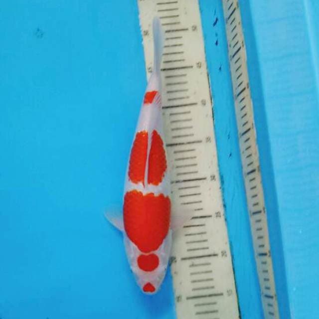 Kuchibeni Kohaku