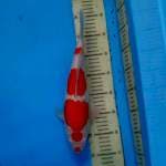 Kuchibeni Kohaku