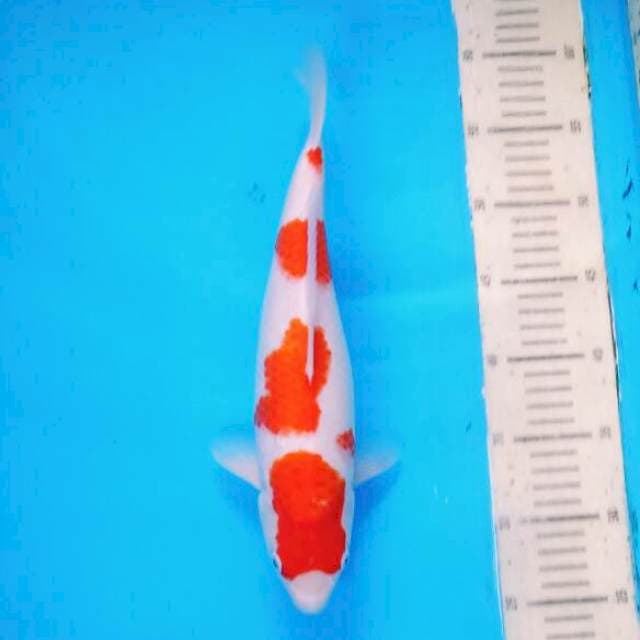 Yondan Kohaku