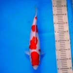 Yondan Kohaku