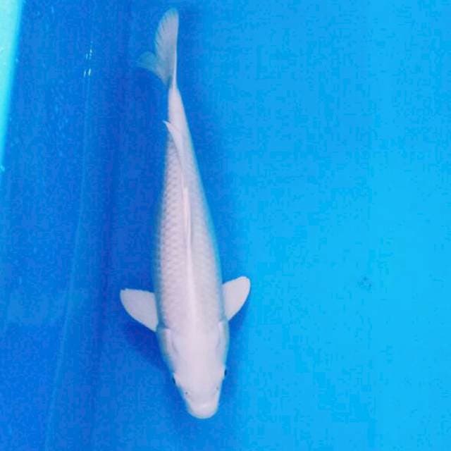 Platinum 40 cm