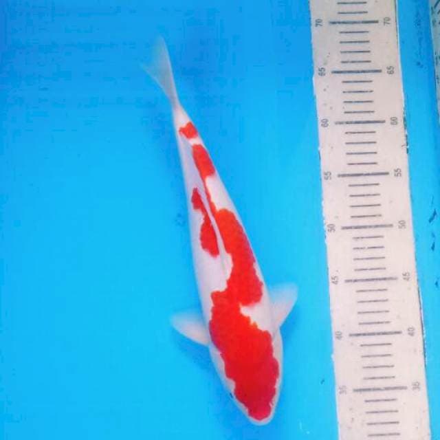 Inazuma Kohaku