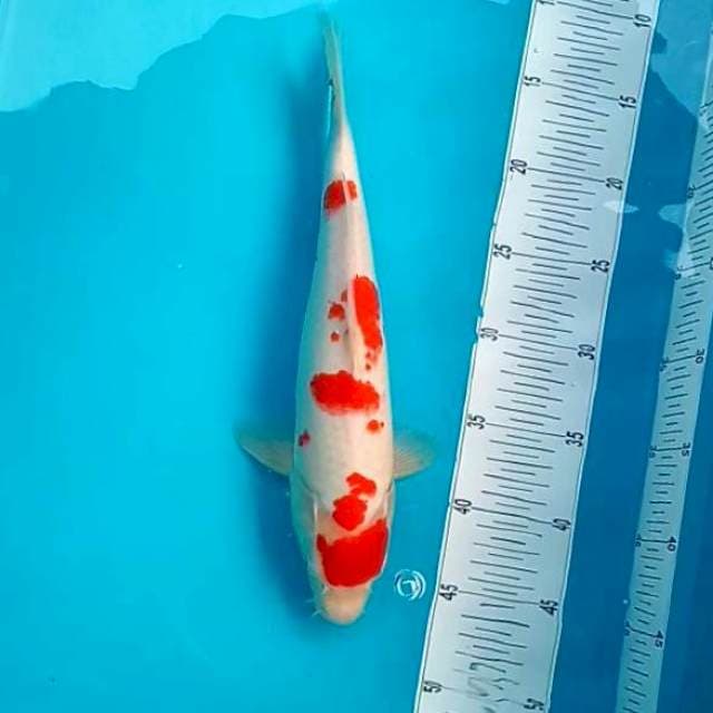 KOHAKU #31CM