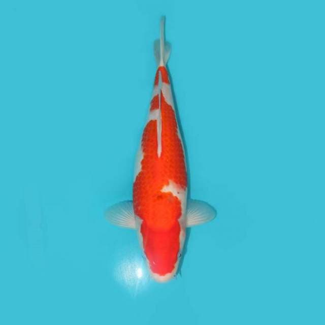 YG_SANKE_36 CM