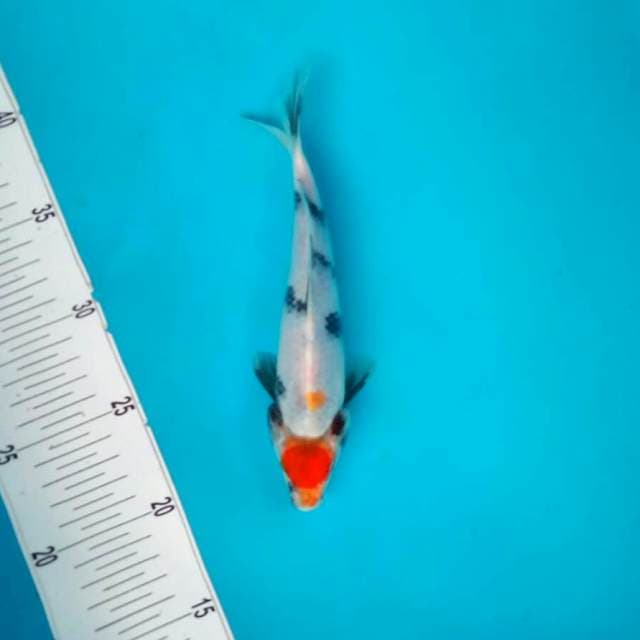 tancho showa*20cm