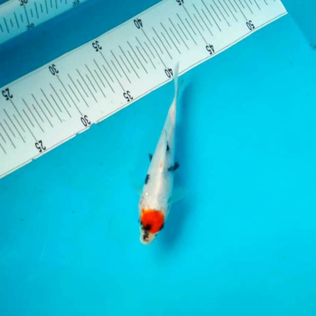tancho*18cm showa