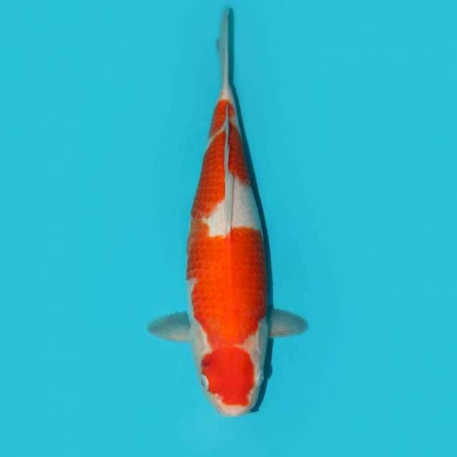 YG_KOHAKU F1_35CM