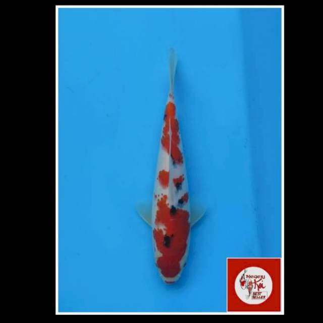 28cm - Male - Sanke Kanoko