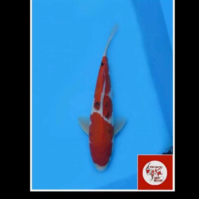 27cm - Male - Nidan Sanke Baby Face 