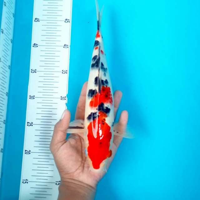 sanke*28cm