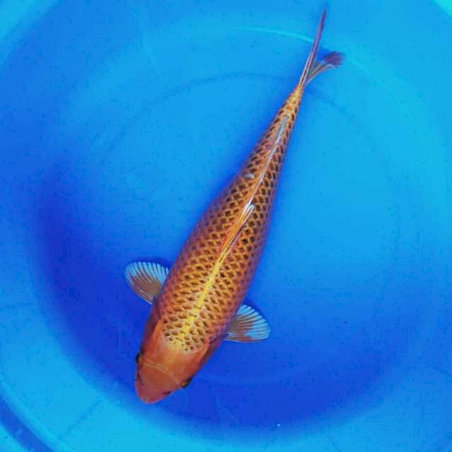 Matsuba 33cm