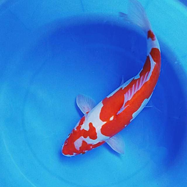 Kohaku doit 33cm