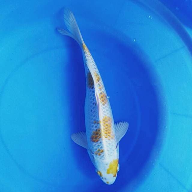 Hariwake 29cm