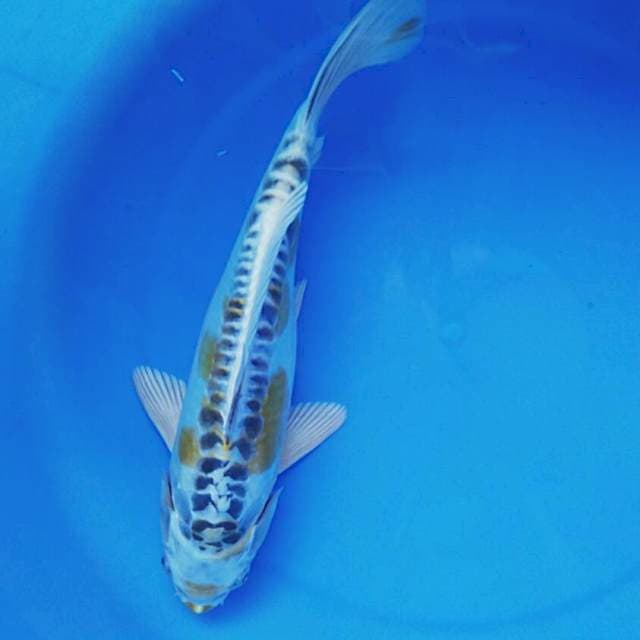 Aragoke bulky male 