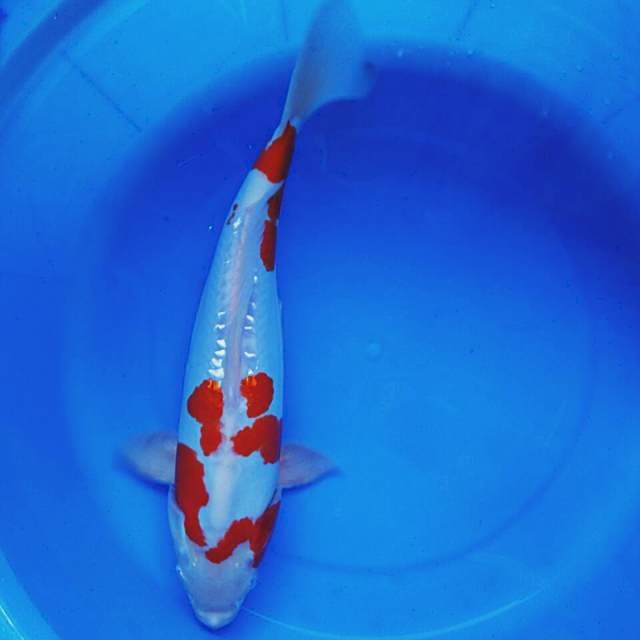 Kikushui male 33cm