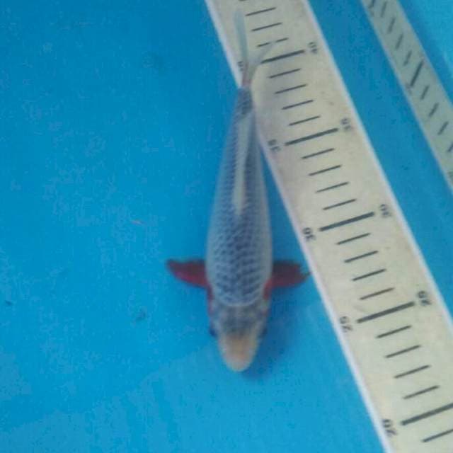 Asagi, 18 cm