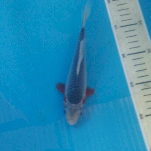 Asagi, 19 cm