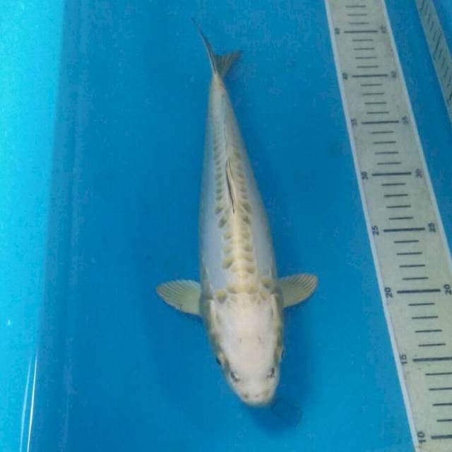 Doitsu Ogon, 32 cm