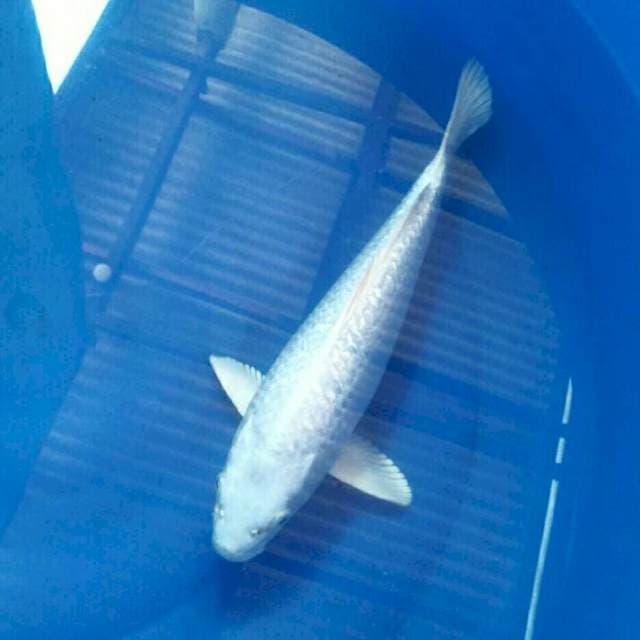 Platinum, 33 cm