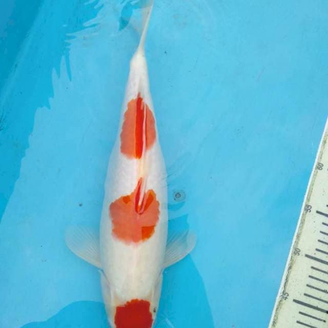 Kohaku 