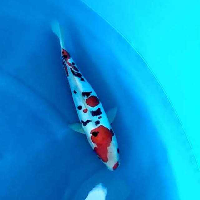 Dalmation Koleksi - Sanke Doitsu Murni SQ