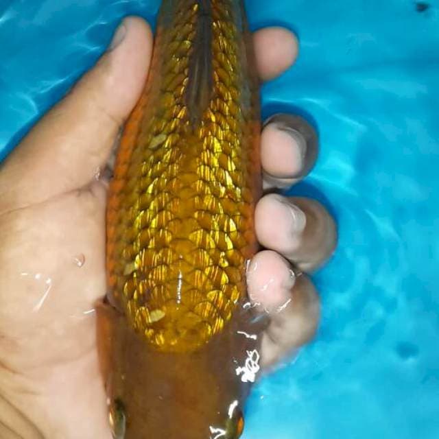 Tembaga ginrin