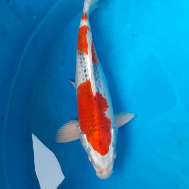 Goshiki red