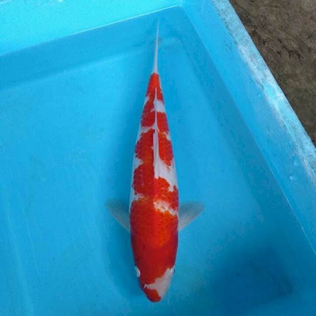 Kohaku +36cm