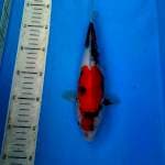 BKS ( SHOWA 27 CM )