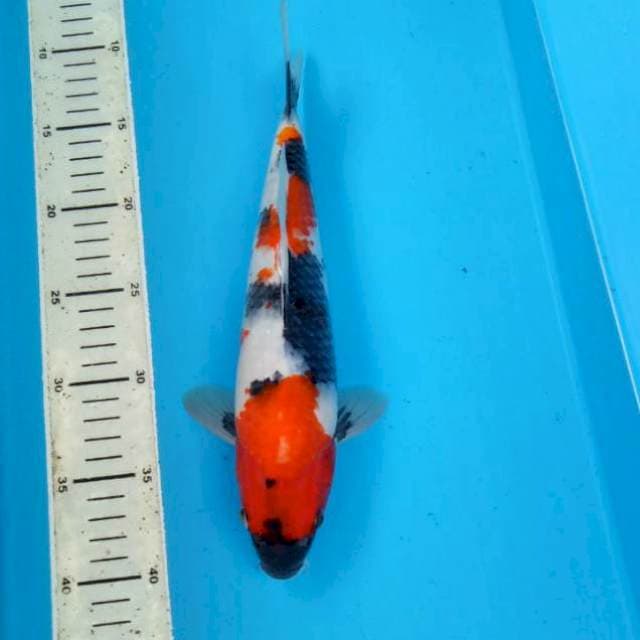 BKS ( SHOWA 29 CM )