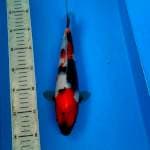 BKS ( SHOWA 29 CM )