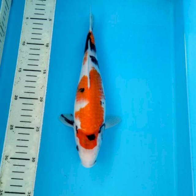 BKS ( SHOWA 27 CM )