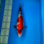BKS ( SHOWA 27 CM )