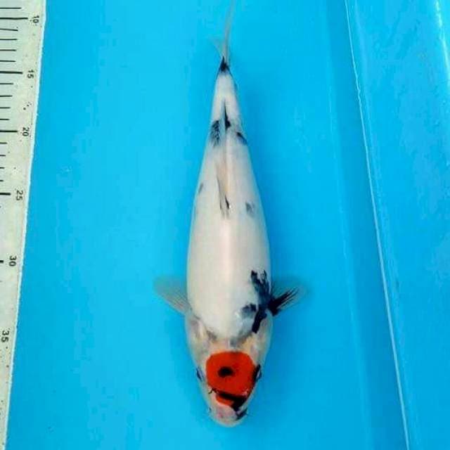 BKS ( TANCHO SHOWA 30 CM )