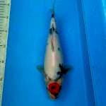 BKS ( TANCHO SHOWA 30 CM )