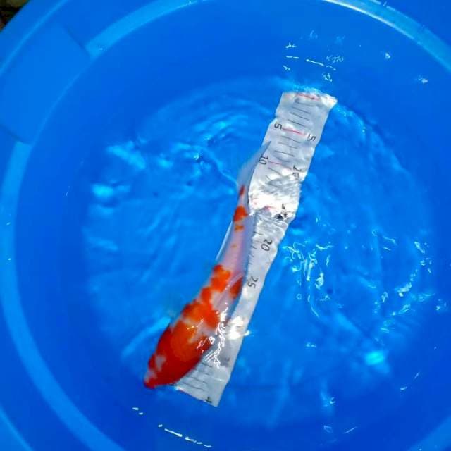 Kohaku juga calon