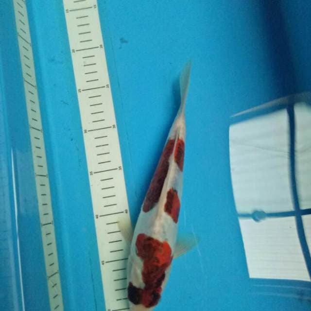 ORIGINAL Doitsu BUDHOGORO 26 CM
