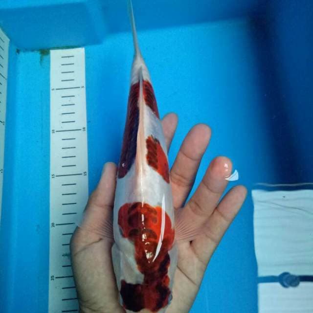 ORIGINAL Doitsu BUDHOGORO 26 CM